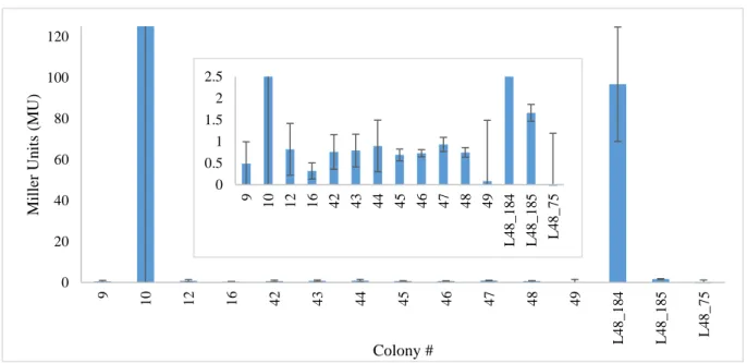Figure 14 illustrates that with the exception of colonies 1, 3, 4, 12, and 15, the white colony  samples from the PSEEN5493::lacZ reporter strain all had activity levels similar to L48_183 or  significantly lower in activity
