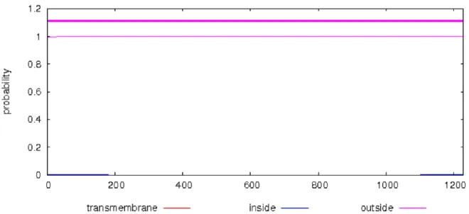 Figure 15: TMHMM predicting transmembrane segments of putative histidine kinase 