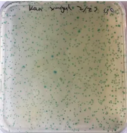 Figure 8: X-gal Reaction Scheme 