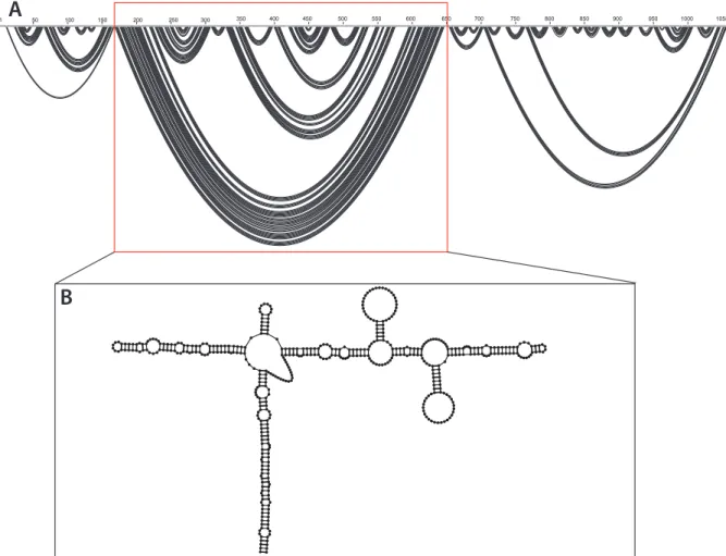 Figure 3. (A) Arc plot of the SHAPE-MaP determined minimum free energy model of the in  virio secondary structure