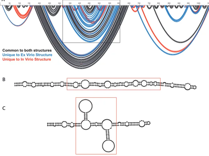 Figure 4. (A) Arc plot comparing the proposed secondary structure for ex virio and in virio RNA  with the key region of difference highlighted