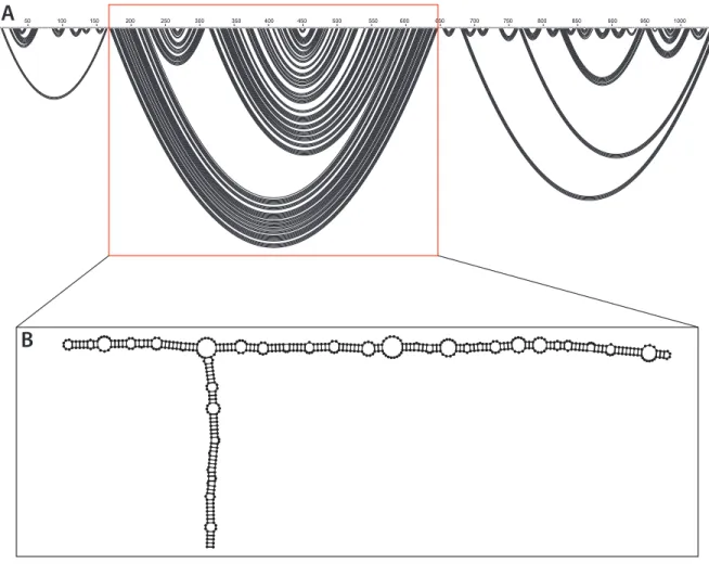 Figure 2. Secondary structure models can be displayed as an arc plot. Nucleotides are shown  across the top with base pairs drawn as black arcs between paired nucleotides