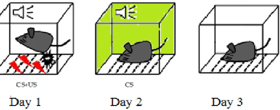 Figure 4. Fear conditioning protocol. A three-day protocol was used to test for fear learning in  the mice, where CS represents the conditioned stimulus (a tone) and US represents the 