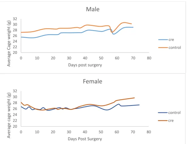Figure 6. Body Weight. The body weights of a representative 6 male mice (n=3 cre, n=3  control) and 6 female mice (n=3 cre, n=3 control) post-surgery and throughout the behavioral  experiments did not vary between the cre and the control groups