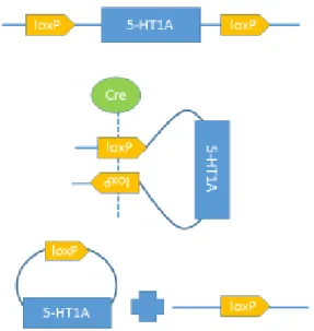 Figure 2. Schematic of the mechanism  of action of the AAV5-CRE-GFP  virus in the 5-HT1a flox mice
