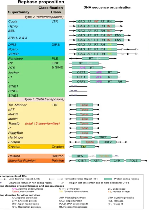 Figure 1.1: Repbase proposal for the classification and content of eukaryotic TEs. 