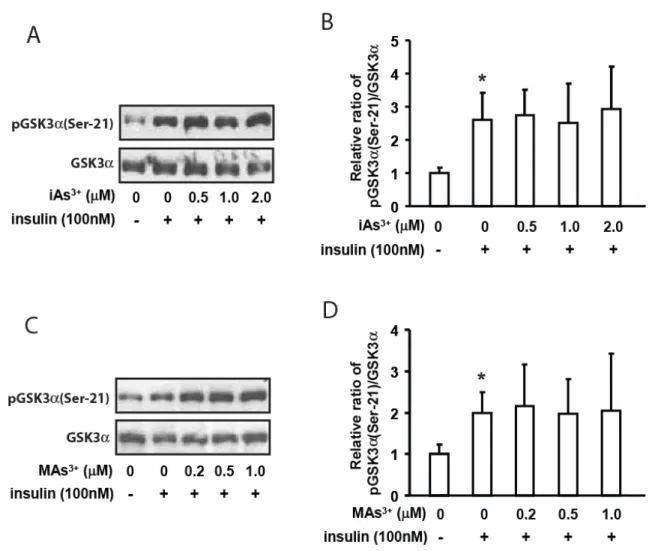 Figure 5. Representative images of immunoblots of mouse primary hepatocytes exposed to iAs 3+  (A) or  MAs 3+  (C) for 4 hours with or without 100nmol insulin for the last 15 minutes