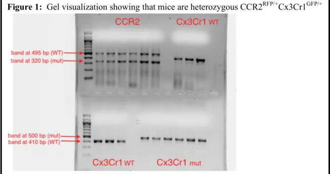 Figure 2 shows the levels expression for the various genes examined in this study. IL-1β  is a proinflammatory cytokine produced by macrophages, and is normally found in brain tissues  at low levels but expression increases in the event of disease, injury 