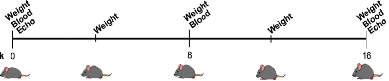 Figure 2. Aorta isolation and processing. Aortas were collected at the end of the 16  week Western diet feeding study and processed via either cryo or en face
