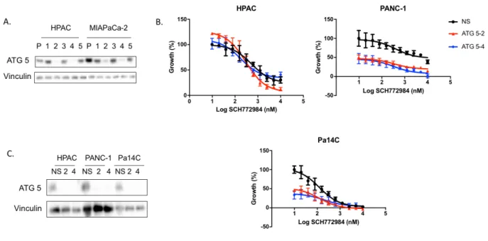 Figure 4. ATG5 KD sensitizes cells to ERK inhibition. (A) ATG 5 was knocked down in HPAC and MIA PaCa-2 cell  lines  to  determine  which  constructs  provided  the  best  knock  down,  constructs  2  and  4  were  chosen  for  future  experiments.(B) Prol