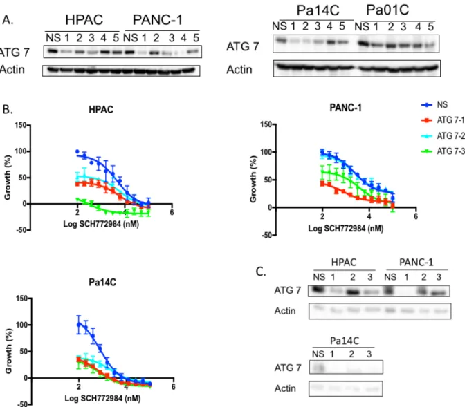 Figure 5. ATG7 KD sensitizes cells to ERK inhibition. (A) ATG 7 was knocked down in HPAC, PANC-1, Pa14C, and  Pa01C cell lines to determine which constructs provided the best knock down, constructs 1, 2 and 3 were chosen for  future experiments.(B) Prolife