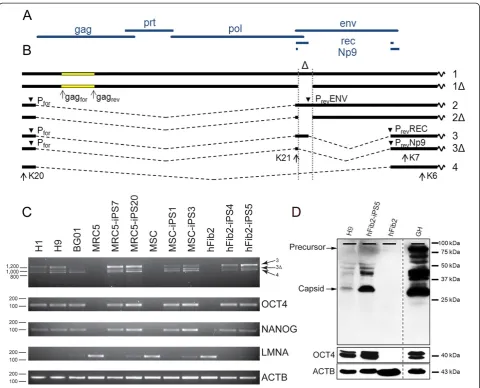 Figure 1 HERV-K(HML-2) expressed at RNA and protein level in ES/iPS cells. A) Prototypic HERV-K(HML-2) open reading frames B) Type 1and 2 mRNA species, Δ denotes the 292 bp deletion in type 1 proviruses