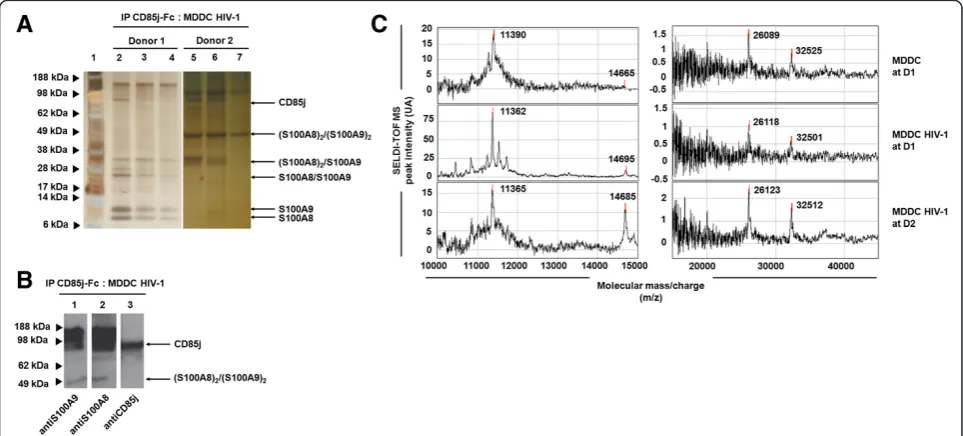 Figure 1 Identification of CD85j ligand(s) expressed by HIV-1-infected MDDC. (A) MDDC were lysed at day 2 post HIV-1 infection