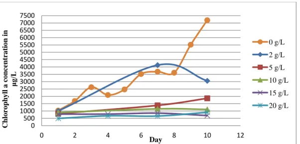 Figure 4 - Chlorophyll a concentration determined via extraction method of the A. oscillarioides gradual run in μg/L
