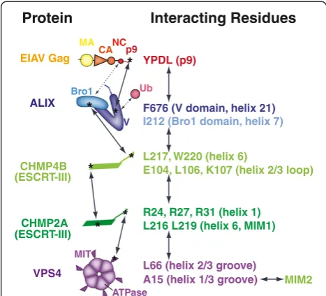 Figure 6 Summary of ESCRT proteins and interactions thatcontribute to EIAV budding. EIAV Gag, cellular ESCRT proteins, andtheir protein-protein interactions (solid arrows) shown here to beinvolved in EIAV budding are depicted schematically