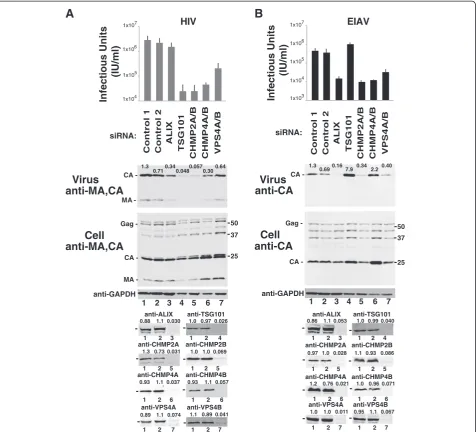 Figure 1 ESCRT requirements for HIV-1 and EIAV release and infectivity.levels of virion-associated Gag proteins (panel 2, Viral titers (top panel, note log scale), and western blots showing “Virus”) and the designated intracellular viral and cellular prote
