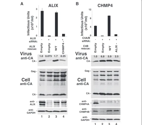 Figure 2 EIAV release requires an interaction between ALIX and CHMP4B.a CHMP4B protein with mutations that impair ALIX binding (CHMP4B Effects on EIAV release and infectivity of ALIX depletion/re-expression (A) and CHMP4B depletion/re-expression (B)