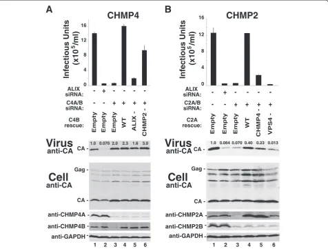 Figure 3 CHMP2-CHMP4 and CHMP2-VPS4 interactions contribute to EIAV release. Effects on EIAV release and infectivity of CHMP4depletion/re-expression (A) and CHMP2 depletion/re-expression (B)