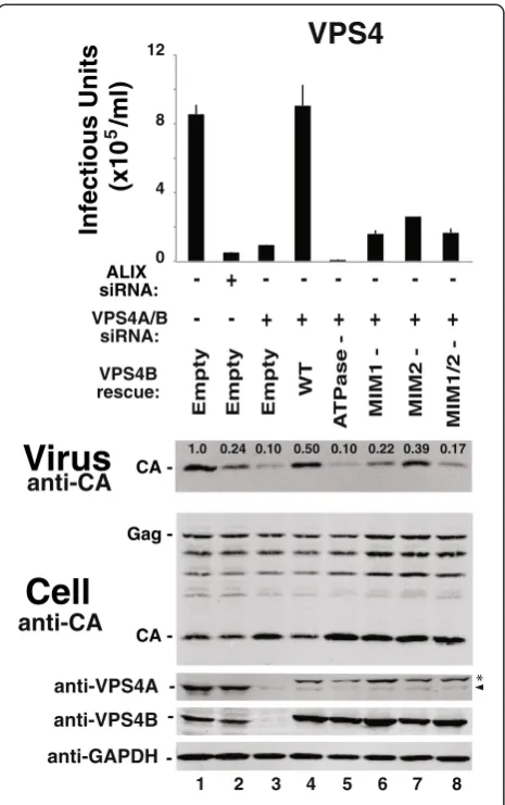 Figure 4 EIAV release requires VPS4 ATP, MIM1, and MIM2and MIM2 binding sites (VPS4Bbinding activities