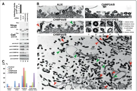 Figure 5 EM analyses of EIAV budding defects in the absence of ALIX, CHMP2A/B and CHMP4A/B proteins