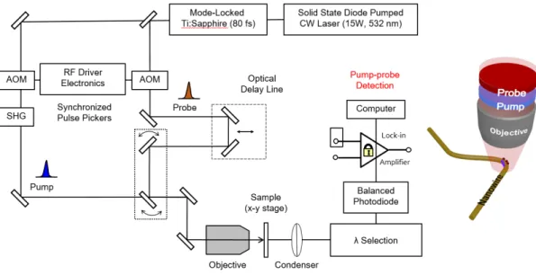 Figure 4: The setup for the pump probe microscopy. The formation of the pump beam is shown on the left side of the figure while the formation of the probe beam is shown in the middle