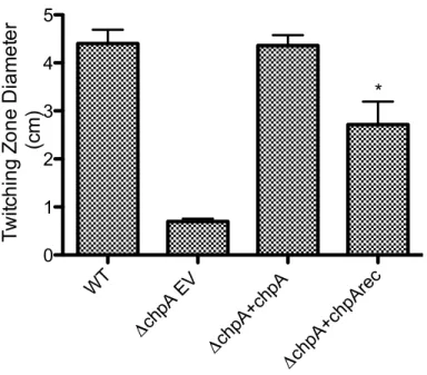 Figure 4. The ChpA receiver domain modulates twitching motility. Mutation of the  ChpA receiver domain decreased twitching motility