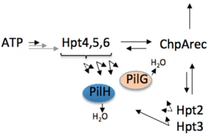 Figure 2. Scheme summarizing phosphotransfer between Pil-Chp domains. The  length of the arrow reflects the relative reactivity