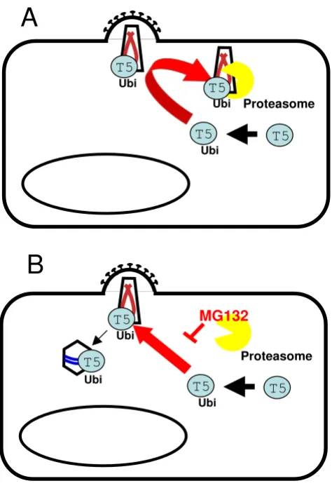 Figure 1TRIM5RING dependent way and rapidly turned over by the protea-some [47]. If it encounters incoming sensitive retroviral cores then they too are recruited to the proteasome and destroyed, before the virus has the opportunity for signifi-cant reverse