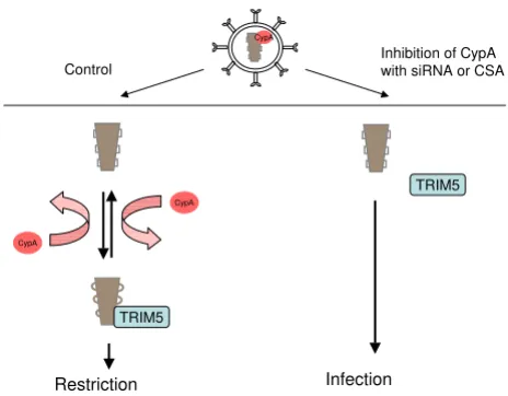 Figure 2ity in cells from Old World monkeysA putative mechanism for activity of CypA on HIV-1 infectiv-A putative mechanism for activity of CypA on HIV-1 infectivity in cells from Old World monkeys