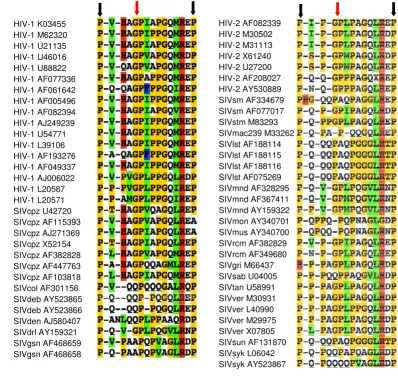 Figure 3Similarity between the sequences of retroviral capsidsSimilarity between the sequences of retroviral capsids