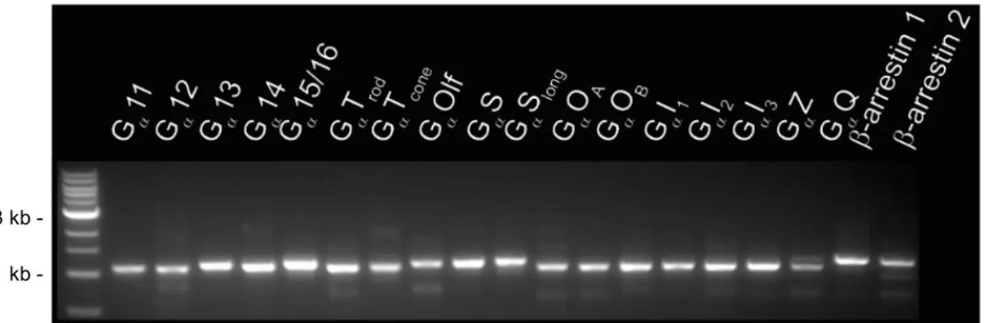 Figure 2. Gel image of amplified human transducer elements. Elements confirmed to be around  1,000 base pairs with 1 kb ladder as reference (left lane)