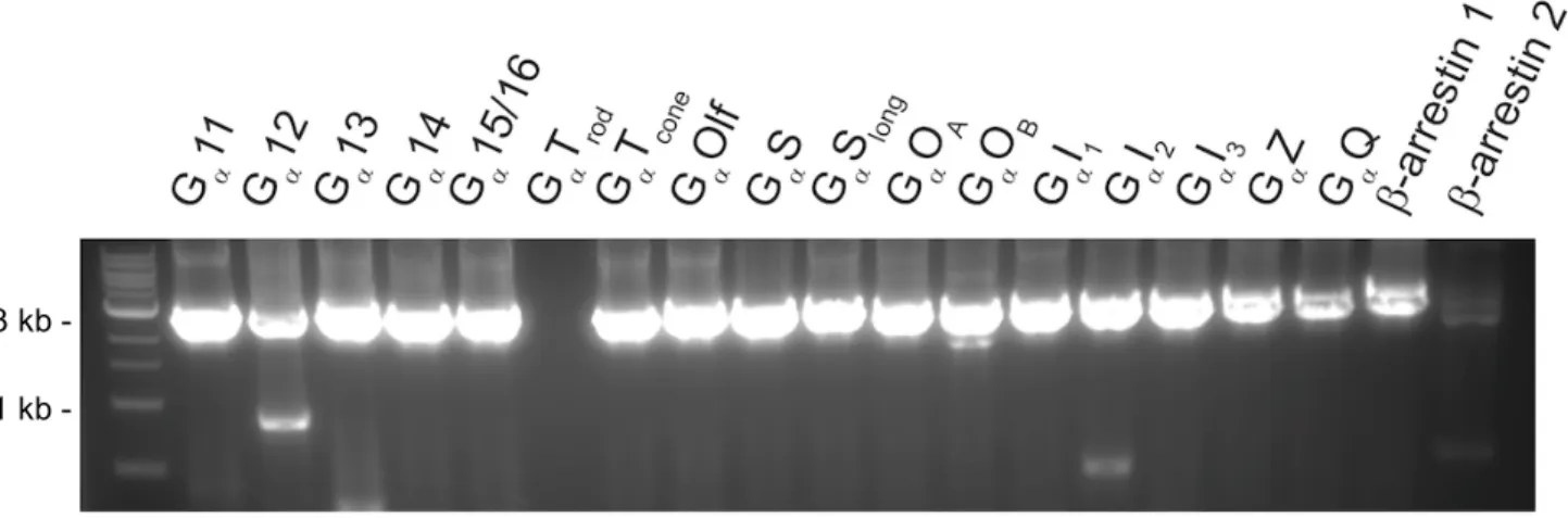Figure 4. Gel image of fusion constructs. Successful insertion of transducer into DRD2-Tango  backbone is visualized by appropriate size, about 3,000 base pairs