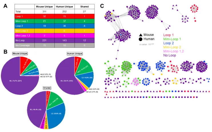 Figure 2. Mouse338 and HMGC279 Loop Classification and Sequence Similarity Network. 