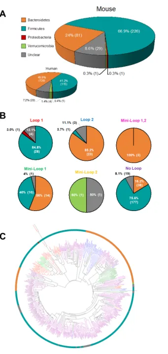 Figure 3. Mouse338 Taxonomy and Mouse338 Loop Classification Taxonomy. A. Phylum  composition of the Mouse GUSome compared to the Human GUSome with number and 