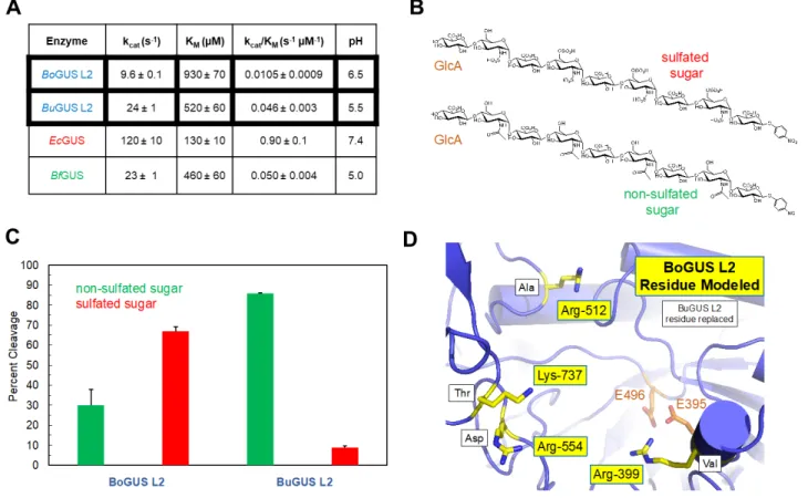 Figure 6. In vitro Analysis of Low Fat-specific GUS enzyme BoGUS L2. A. BoGUS L2 pH  screen