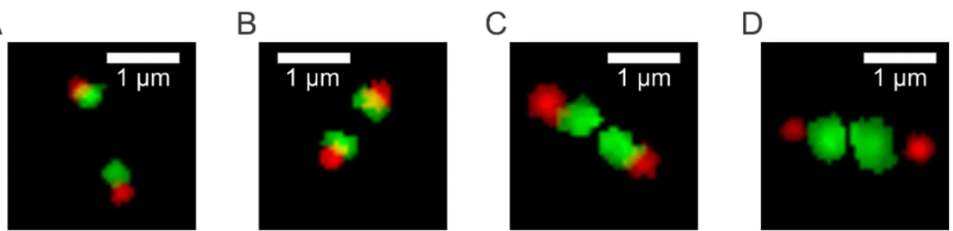 Figure 5. Model organization and representative GFP fluorescent images of the inner kine- kine-tochore at 25, 50, and 100 nm radial displacement