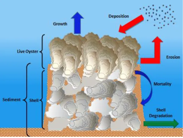 Figure 1: Diagram illustrating the processes included in the model 