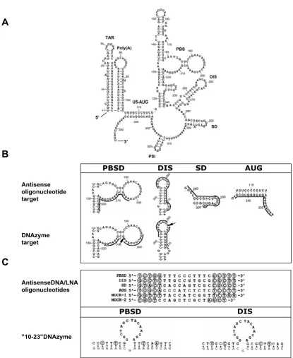 Figure 1Oligonucleotides and their respective targets in the 5' end of the HIV-1 RNA genomethe oligonucleotides are indicated by a solid line and the cleavage sites of the DNA/LNAzymes are marked by arrows