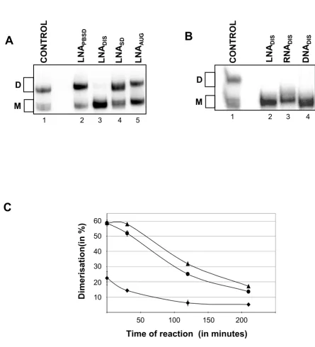 Figure 3The effect of antisense LNA versus RNA and DNA on dimerization of HIV-1 RNAThe effect of antisense LNA versus RNA and DNA on dimerization of HIV-1 RNA