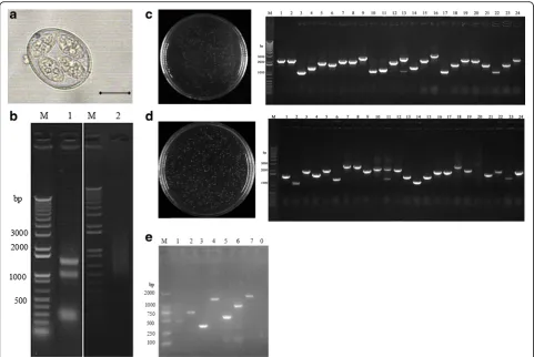 Fig. 1 Construction procedure of E. maxima cDNA expression library. a Sporulated oocyst of E