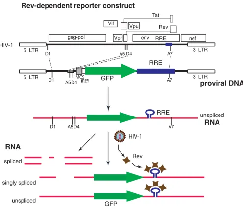 Figure 1Rev-dependent reporter constructRev-dependent reporter construct. A. Comparison of the HIV-1 genome and the Rev-dependent vector