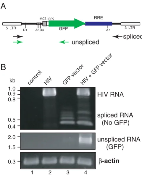 Figure 4infectionlentiviral vector NL-GFP-RRE-(SA) in response to HIV-1 Reverse transcriptase PCR analyses of gene expression from Reverse transcriptase PCR analyses of gene expression from lentiviral vector NL-GFP-RRE-(SA) in response to HIV-1 infection