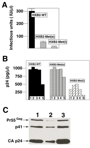 Figure 2Characterization of recombinant viruses with PBS complementary to tRNAand tRNACharacterization of recombinant viruses with PBS complementary to tRNAMet(e) and tRNAMet(i)