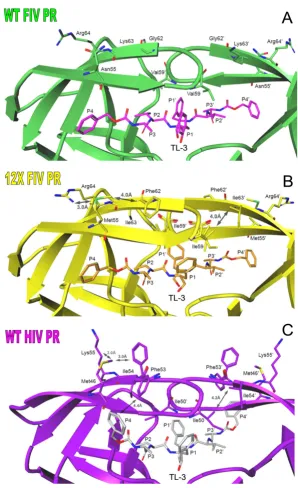 Figure 5Comparison of the flap regions of wild-type FIV protease, 12X FIV protease, and wild-type HIV proteaseComparison of the flap regions of wild-type FIV protease, 12X FIV protease, and wild-type HIV protease