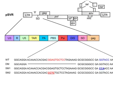 Figure 1Genomic and structural context of the mutations introduced in the HIV-2 leaderthree bases in the DIS palindrome at position 420 of the HIV-2 RNA genome are substituted