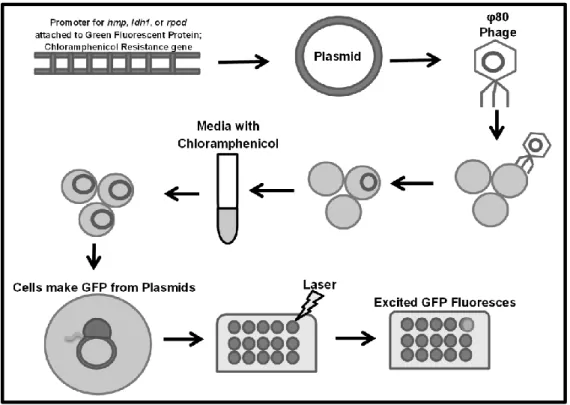Figure  2.  A  reporter  plasmid  containing prpod::GFP,  phmp::GFP,  or    pldh1::GFP  and  chloramphenicol  resistance was inserted into strains of the NARSA library