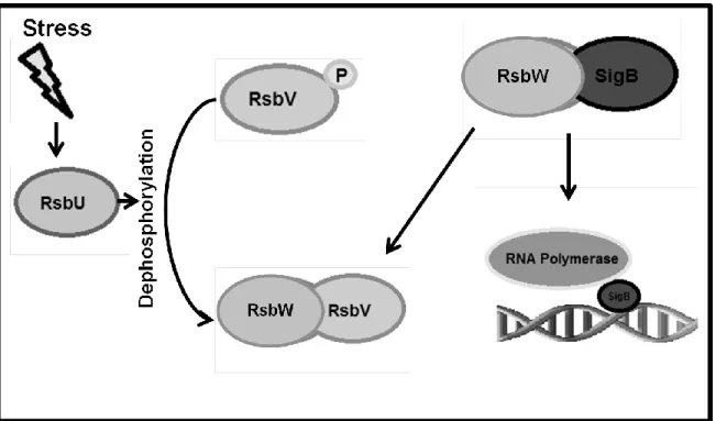 Figure 4. Regulation of SigB in Bacillus subtilis. In B. subtilis Sig B has been shown to be regulated by RsbW  which forms a complex with SigB and prevents it from binding to promoter sequences