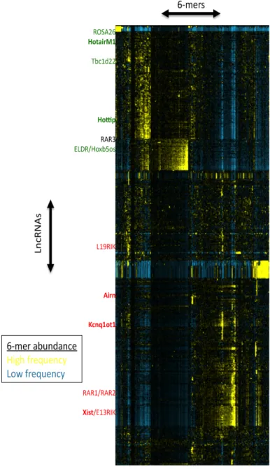 Figure 2. Dendrogram of mouse lncRNAs  grouped according to 6-mer profile. Each row  represents a lncRNA and each column  represents a 6-mer, with a color scale from  blue to yellow to indicate relative abundance
