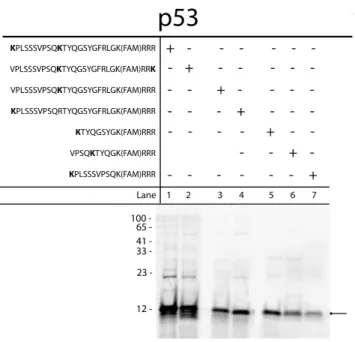 Figure 5. Gel electrophoretic analysis of in vitro pull  down assay samples.  Gel results from previous work  analyzing p53 substrates via in vitro pull down assay  conditions showing the potency of the p53 degradation  sequence as well as information abou