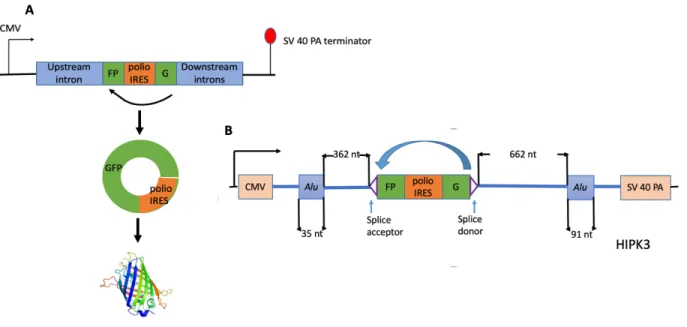 Figure 1. CircRNA reporter schematics for circRNA. A). A split GFP sequence was inserted  on both ends of the exon